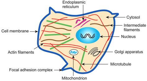 6 Schéma Simplifié Dune Cellule Animale O` U Les Trois Composants