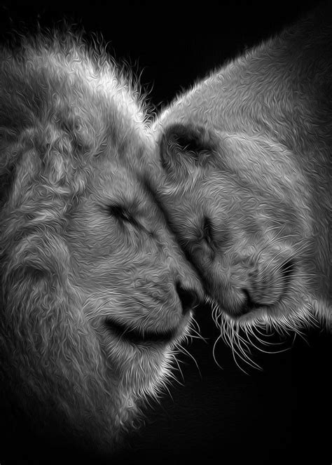 Black And White Photograph Of Two Lions Sleeping Side By Side On