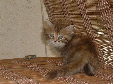 Cute Tabby Persian Kitten For Sale Adoption From Kuala Lumpur Adpost