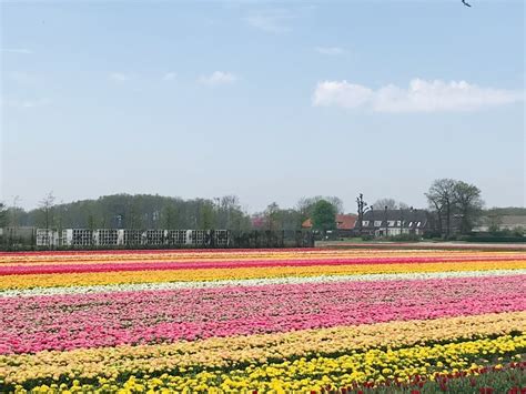 Visiting The Flower Fields In The Netherlands 7 Essential Tips You