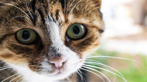 Heartworm disease is a serious and potentially fatal disease in pets in the united states and many other parts of the world. Heart Disease Treatment For Cats May Benefit Humans ...