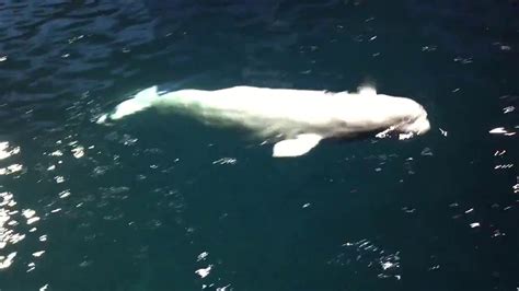 Beluga Whales At The Shedd Aquarium In Chicago Youtube