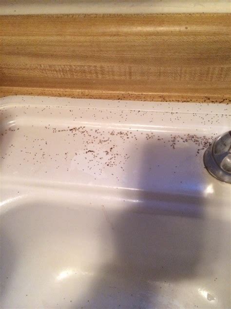 Tiny Crawling Bugs In Bathroom Sink Trendecors