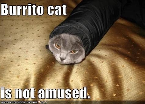 9 Cats Wrapped Like Burritos