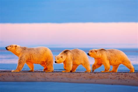 The Polar Bears Of Alaskas Arctic National Wildlife Refuge New York Post
