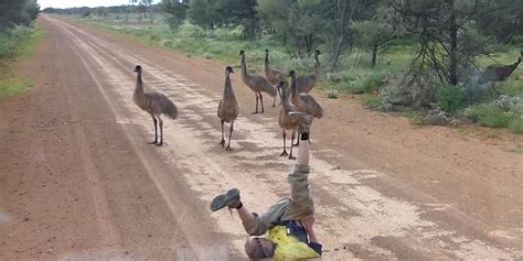 Watch This Guy Hypnotize An Entire Flock Of Emus Just By Moving His