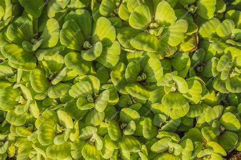 Premium Photo Closeup Nature View Of Green Plant In Garden Natural