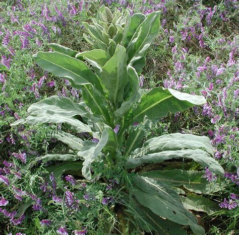 Common Mullein Weed Identification Guide For Ontario Crops Ontarioca