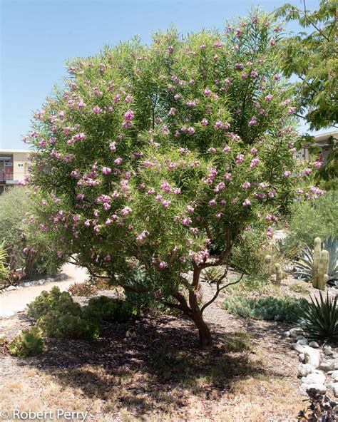 Desert Willow Cvs Waterwise Garden Planner