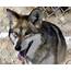 Cattle Kills Prompt Removal Of Two Mexican Gray Wolves On Gila National 