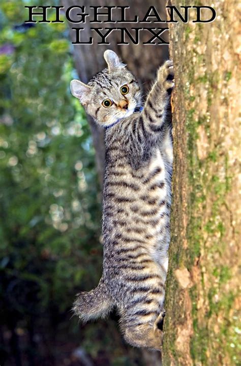 Highland Lynx Guía Del Increíble Gato Salvaje This Unruly