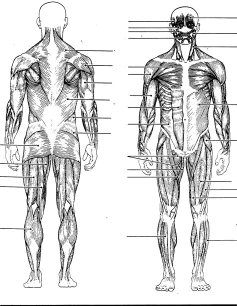 Muscles Anterior Full Body Diagram Muscle Chart Hd Stock Images