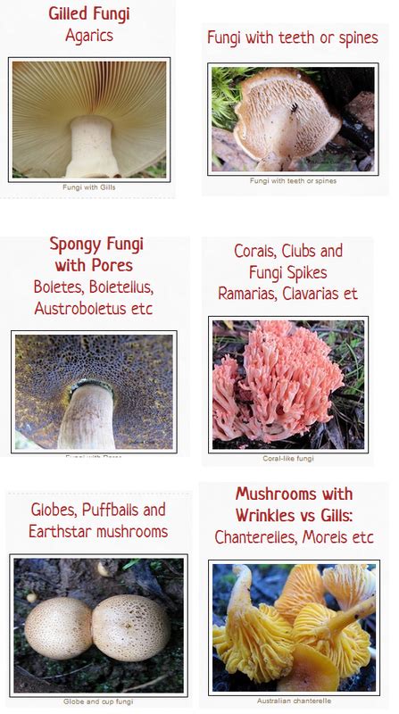 3 Step Mushroom Identification With Fungioz App Fungioz Australian
