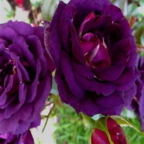 Midnight Blue Bush Rose Floribunda 47l Shrub Roses