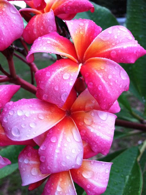 plumeria home flowers may flowers flowers nature pretty flowers flowers bouquet plumeria