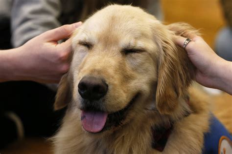 School Brings In Therapy Dogs To Ease Students Stress Before Exams