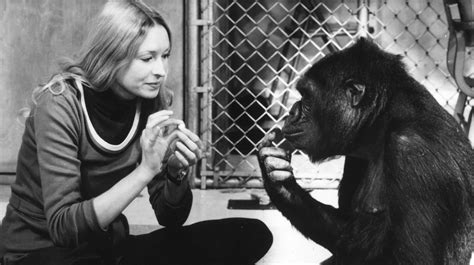L Histoire De Koko Le Gorille Qui Parle