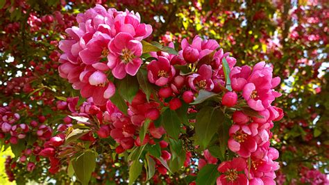 Prune lower lateral branches to maintain a tree form. The Best Small Trees for Every Type of Small Yard and ...