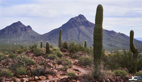 Saguaro Cactus Of The Sonoran Desert In Tucson Arizona — Jason Collin