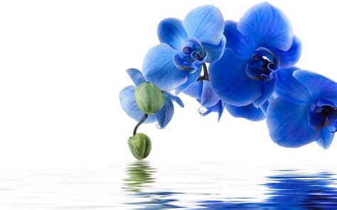 Blue Orchid Reflection