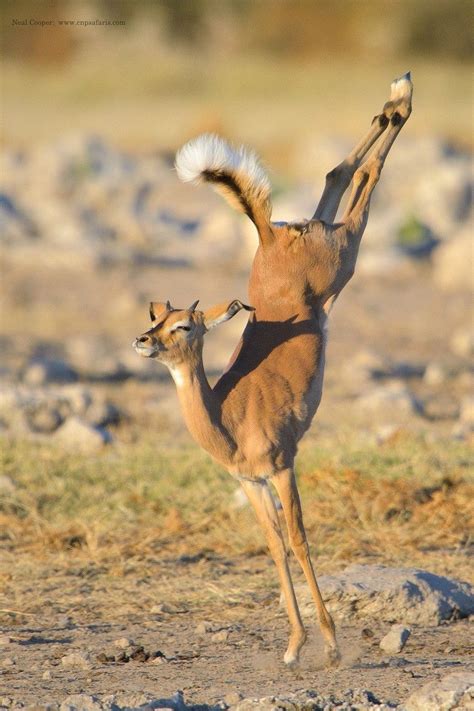 A Young Impala Jumps In The Late Afternoon Light In The