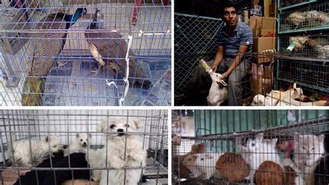 Petición · Alto A La Venta De Animales En El Mercado De Sonora En
