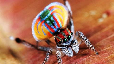 The Most Beautiful Spider In The World Youtube