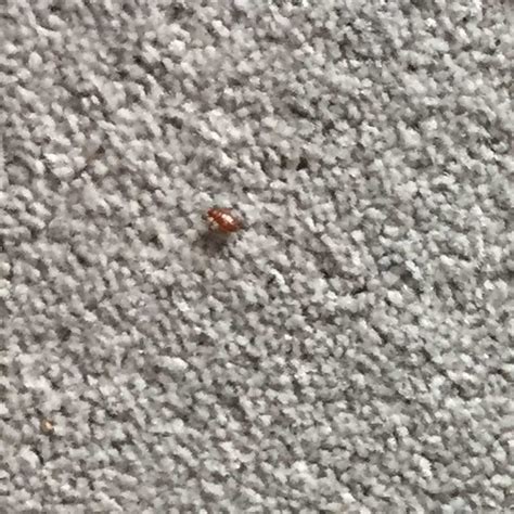 Bed Bug Crawling On Carpet Effective Pest Control