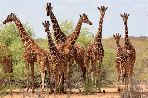 Protecting Kenyas Endangered Wildlife How You Are Helping Giraffes