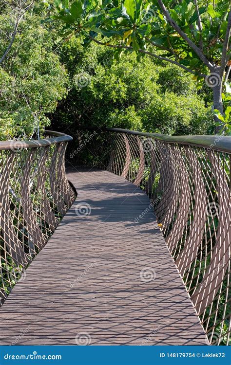 Elevated Tree Canopy Walkway At Kirstenbosch Botanical Gardens Cape