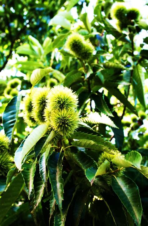 Chestnut Tree Pictures Facts On Chestnut Trees