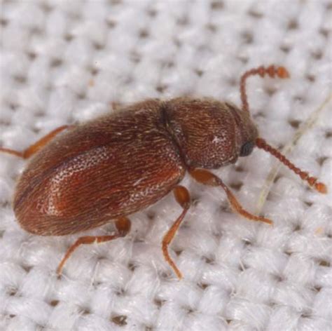 Bitty Brown Beetle Biological Science Picture Directory