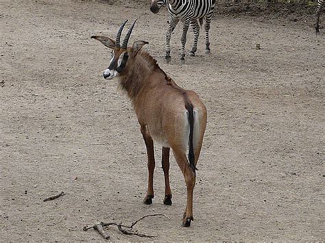 Hippotragus Equinus Roan Antelope In Burgers Zoo