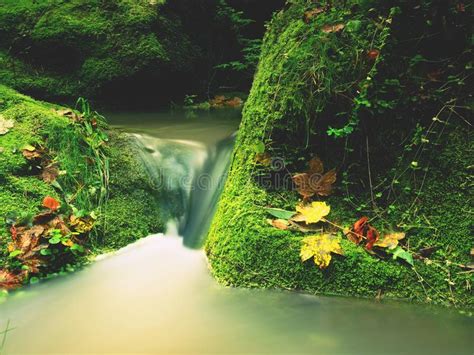 Magic Forest Stream Creek In Autumn With Stones Moss Ferns And Fallen