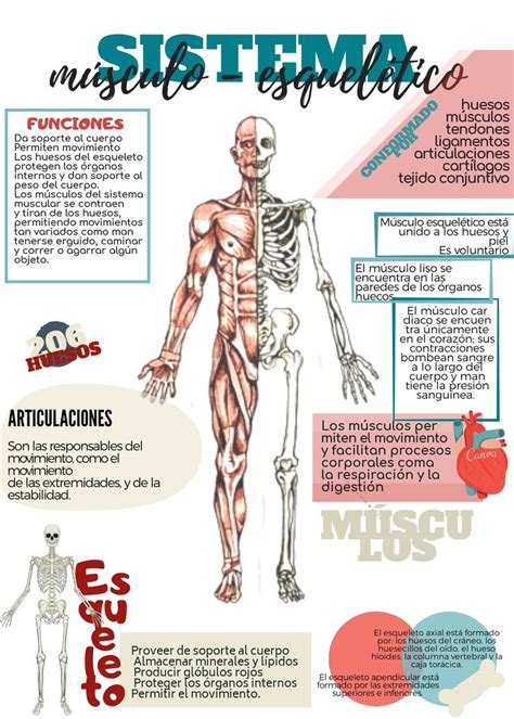 Sistema Musculo Esquelético Lecciones De Biología Sistema Muscular