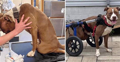 Dog Hit By Car And Left Untreated For Months Learns To Thrive Despite