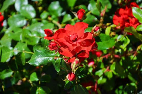 Beautiful Detail Of Wild Red Rose Bush Taken In The Summer With Sun