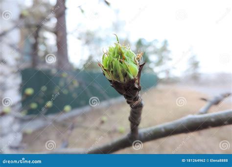 Spring Flowering Trees Blooming Bud Young Green Fresh Leaves Stock