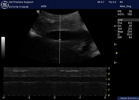 Sonographic Features Of Cardiac Hepatopathy In A Dog With Cor