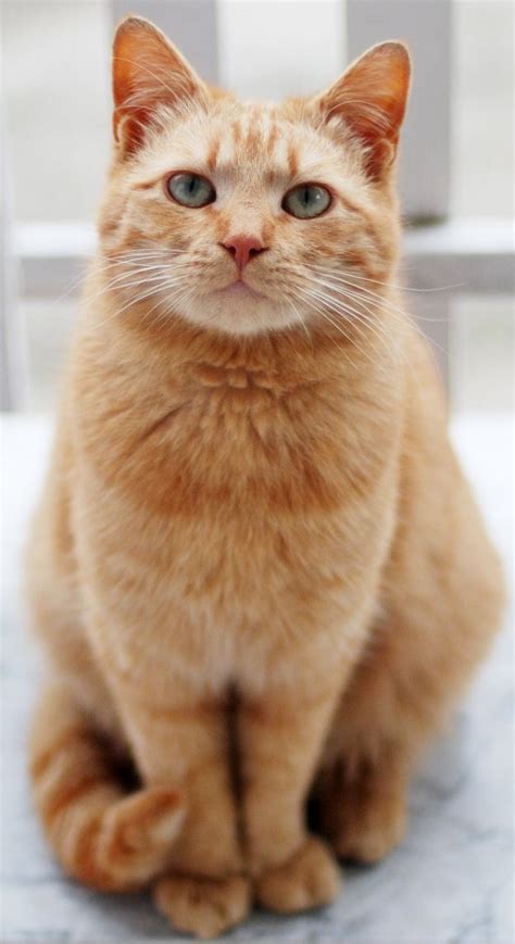 Pin By Tabby Cat Care On Cats Beautiful Cats Orange Tabby Cats Cool