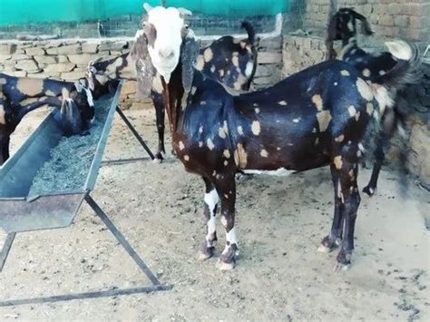 Brown Sirohi Goat At Rs 230kg In Kishangarh Id 22950004412