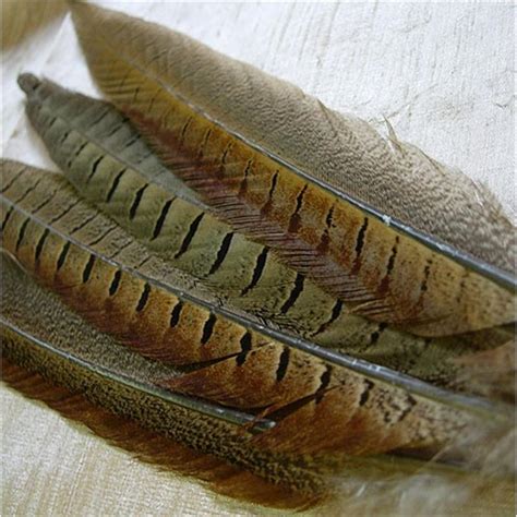 Natural Pheasant Tail Feather