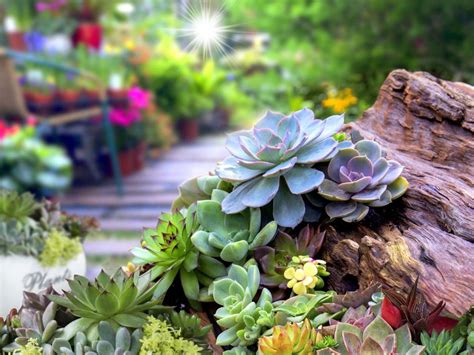 Succulent Garden Design Planning Growing And Care Of Succulent Garden