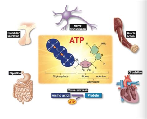 Glucose is used to generate atp. Is Gluecose A Product Of Photosynthesis Is Used To ...