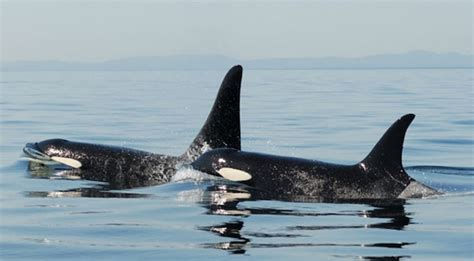 Orcas hotel is located at united states of america, lummi island, 18 orcas hill rd. Mother's Presence Increases Survivability of Male Orca ...