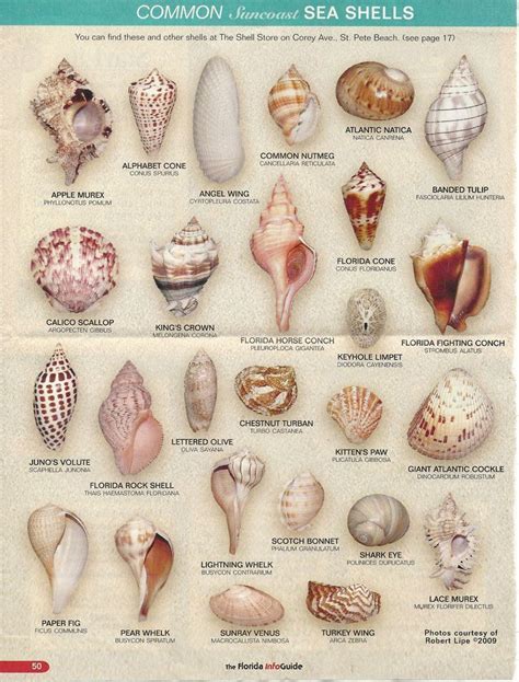 Seashell Finden Sie Ihre Shells And Sand Sea Shells Seashell Crafts