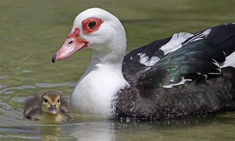 American pekin duck care, pros and cons, housing, health and diet all included. What do ducks eat in the wild