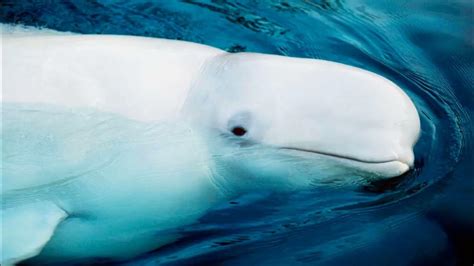 The Amazing World Of The Beluga Whale Adaptations Behavior And