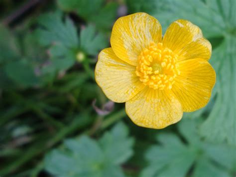 Buttercupfloweryellowfree Pictures Free Photos Free Image From