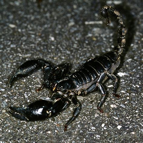 Malaysian Black Scorpion Potawatomi Zoo
